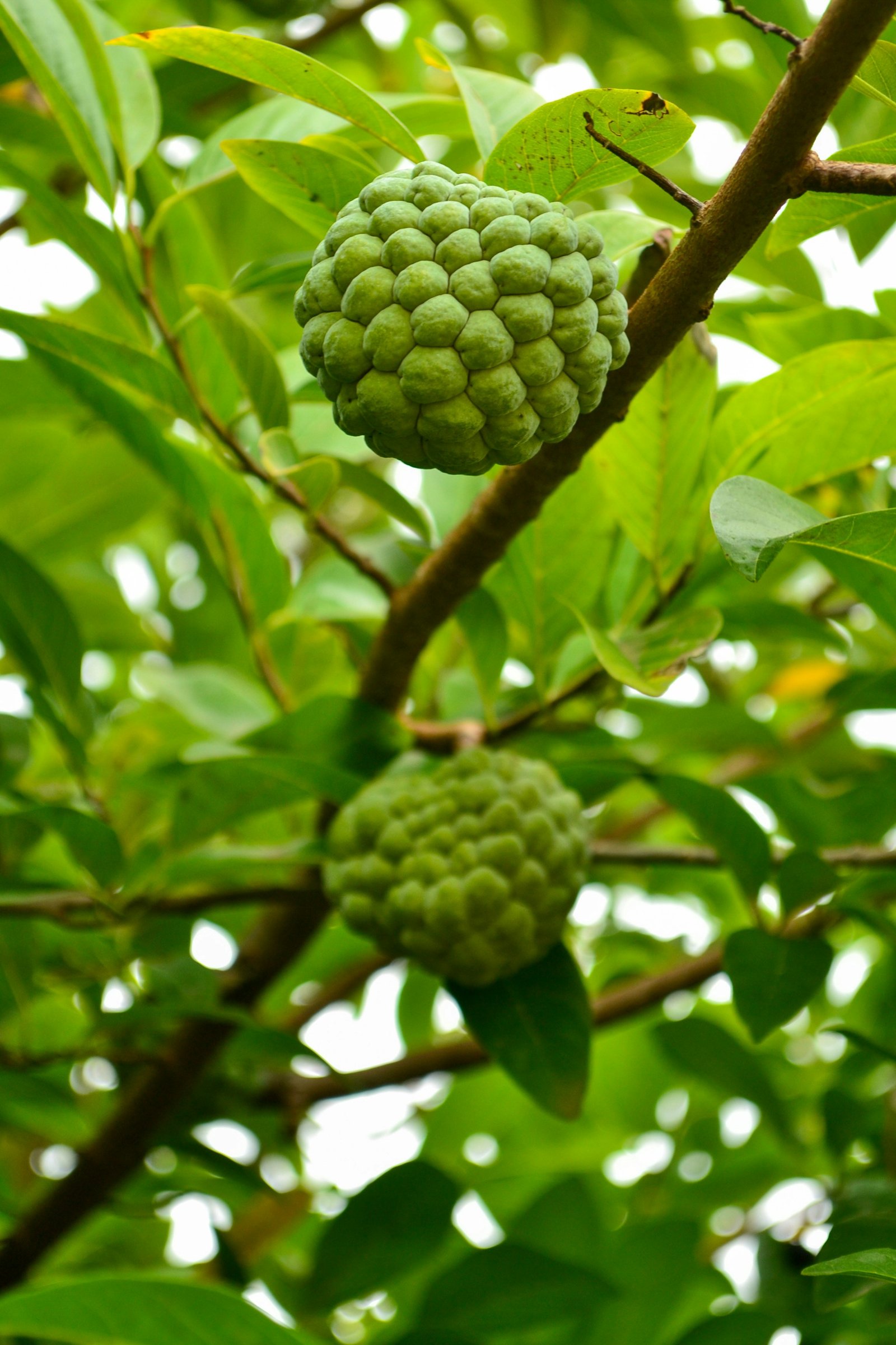 Custard Apple Leaf